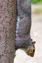 Close-up of a Grey Squirrel climbing down a vertical tree trunk Royalty Free Stock Photo