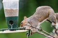 Squirrel eating from a bird feeder Royalty Free Stock Photo