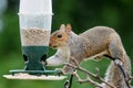 Squirrel eating from a bird feeder Royalty Free Stock Photo