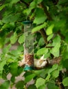 Close-up of a Grey Squirrel eating nuts from a bird feeder Royalty Free Stock Photo