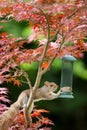 Close-up of a Grey Squirrel eating sunflower seeds from a bird feeder on a colorful Japanese Maple tree Royalty Free Stock Photo