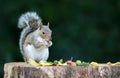Grey Squirrel holding and eating nut on a tree stump Royalty Free Stock Photo