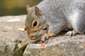 Grey squirrel sciurus carolinensis looking for nuts on a stone wall Royalty Free Stock Photo