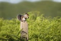 Close up of a grey squirrel sitting on a fence post Royalty Free Stock Photo