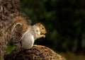 Close up of a grey squirrel sitting on a tree log Royalty Free Stock Photo