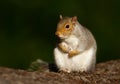 Close up of a grey squirrel sitting on a tree log Royalty Free Stock Photo