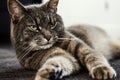 Close up of a grey striped cat laying on the floor in a house