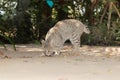 A grey tabby cat sniffing the land