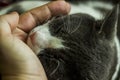 A grey and white big cat portrait and human hand