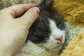 A grey and white big cat portrait and human hand