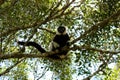 Ruffed Lemur Royalty Free Stock Photo
