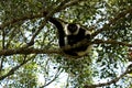 Ruffed Lemur Royalty Free Stock Photo