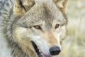 Close up grey wolf head and face Royalty Free Stock Photo