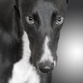 Close up of greyhound dog`s face in black and white