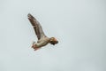 Close up of Greylag Goose, Anser anser, flying from left to right