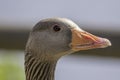 Close up of a greylag goose (Anser anser) Royalty Free Stock Photo