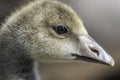 Close up of a Greylag gosling