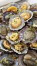 Close-up of grilled limpets Royalty Free Stock Photo