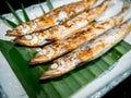 Close-up grilled Shishamo fish on banana leaf on white rectangle plate on dark background.