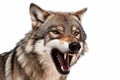 Close-up of the grin of an evil wolf on a white background Royalty Free Stock Photo