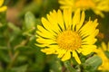 Close up of Grindelia wildflower, California Royalty Free Stock Photo