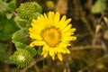 Close up of Grindelia wildflower, California Royalty Free Stock Photo