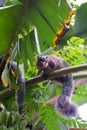 Close up of grizzled giant squirrel or Ratufa macroura
