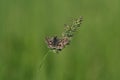 Close up of a grizzled skipper butterfly on a plant