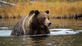Close up of a grizzly bear. Generative Ai