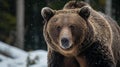 Close up of a grizzly bear. Generative Ai