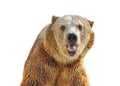 Close-up of Grizzly Bear smiling in large zoo, captive setting shallow focus