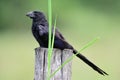 Close up of a Groove-billed Ani Crotophaga sulcirostris Royalty Free Stock Photo