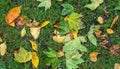 Close up of ground covered with green grass and wet autumn leaves Royalty Free Stock Photo