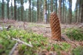 Close up of ground-down mature scaled cone of Norway spruce, Picea abies