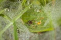 Close-up of a ground hopper spider in its web on the ground between grass in a meadow with drops of water, Germany Royalty Free Stock Photo