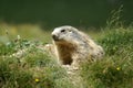 Close up of a groundhog in the mountains Royalty Free Stock Photo