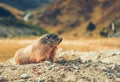 Close Up Of Groundhog In Nature