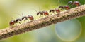 Close up of group of ant on the ground, nature background. Team work concept