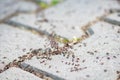 Close-up of a group of ants Royalty Free Stock Photo