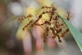 Close-up a group of ants on the leaf Royalty Free Stock Photo