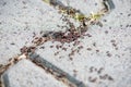 Close-up of a group of ants Royalty Free Stock Photo