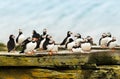 Close up of a group of Atlantic puffins on a rock