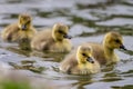 Close up of group of 4 baby Canada Geese, goslings, swimming on lake Royalty Free Stock Photo