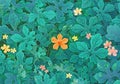 Green leaves background. Multi-color of nature texture and background. Royalty Free Stock Photo