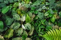 Close up group of background tropical green leaves texture and abstract background. Tropical leaf nature concept. Green leave Royalty Free Stock Photo