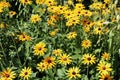 Close Up of a Group of Blooming Black Eyed Susans Royalty Free Stock Photo