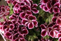 Close up of a group of Blooming Elegance Geranium flowers with maroon, pink and white petals