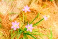 Closeup group Blooming pink Zephyranthes rosea