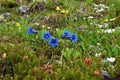 Close up of a group of blue Clusius\' gentian