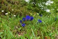 Close up of a group of blue Clusius\' gentian